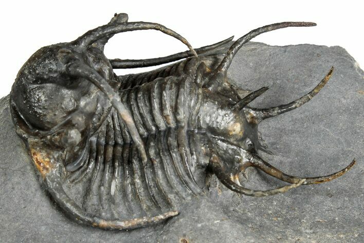 Spiny Ceratarges Trilobite - Zireg, Morocco #354426